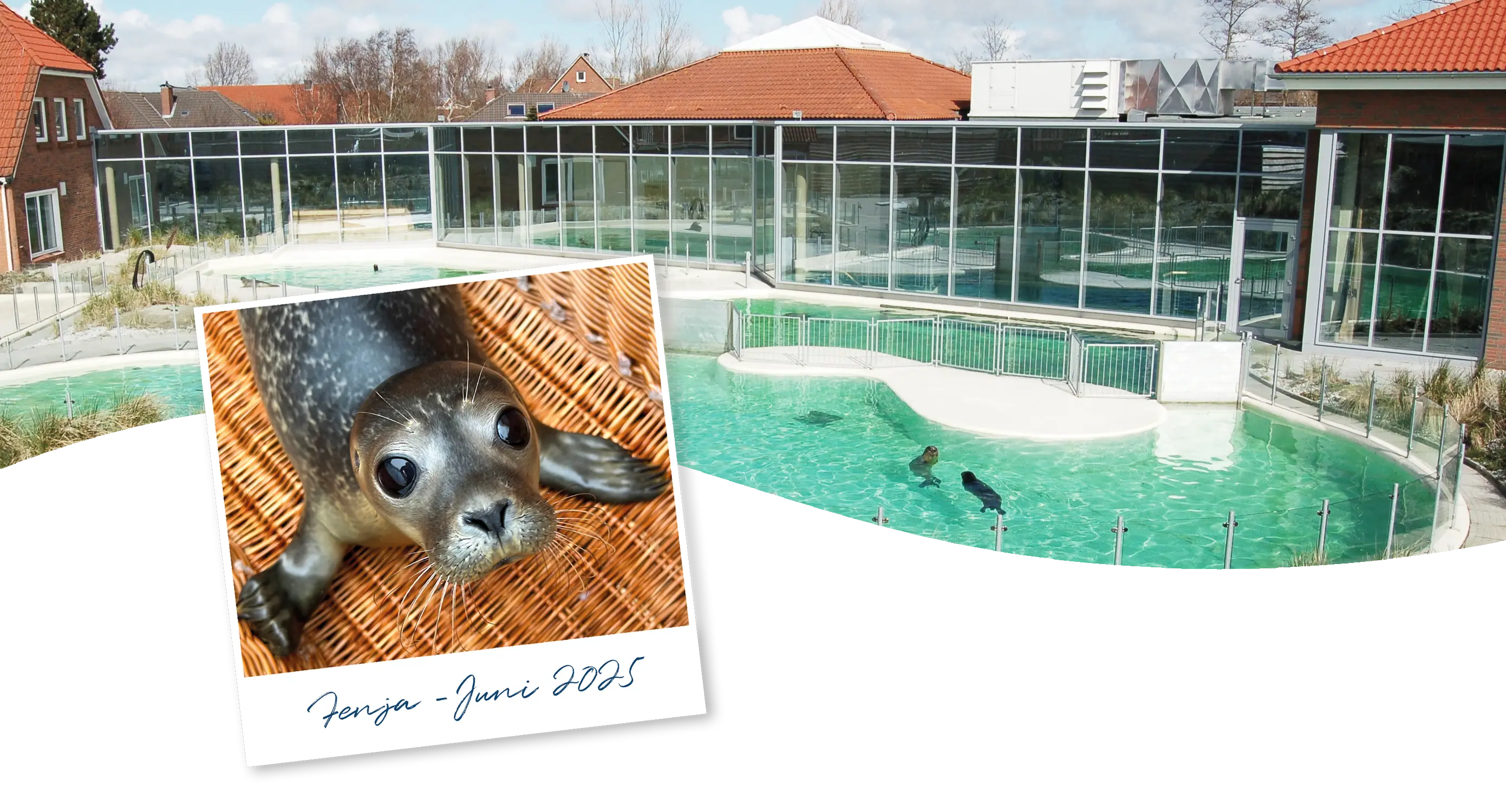 Außenbereich der Seehundstation Norddeich mit Becken und Heuler-Mädchen Fenja, das BIOMARIS Patentier 2025 Außenbereich der Seehundstation Norddeich mit Becken und Heuler-Mädchen Fenja, das BIOMARIS Patentier 2025