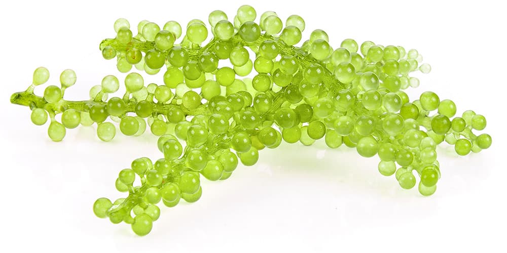 Nahaufnahme von grünen Meerestrauben-Algen (Caulerpa lentillifera) auf weißem Hintergrund