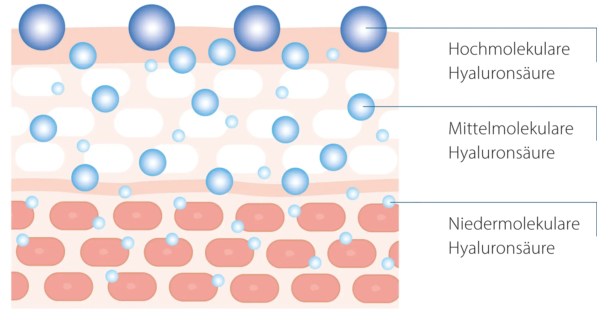 Grafik zur Anti-Aging-Wirkung durch Hyaluron.