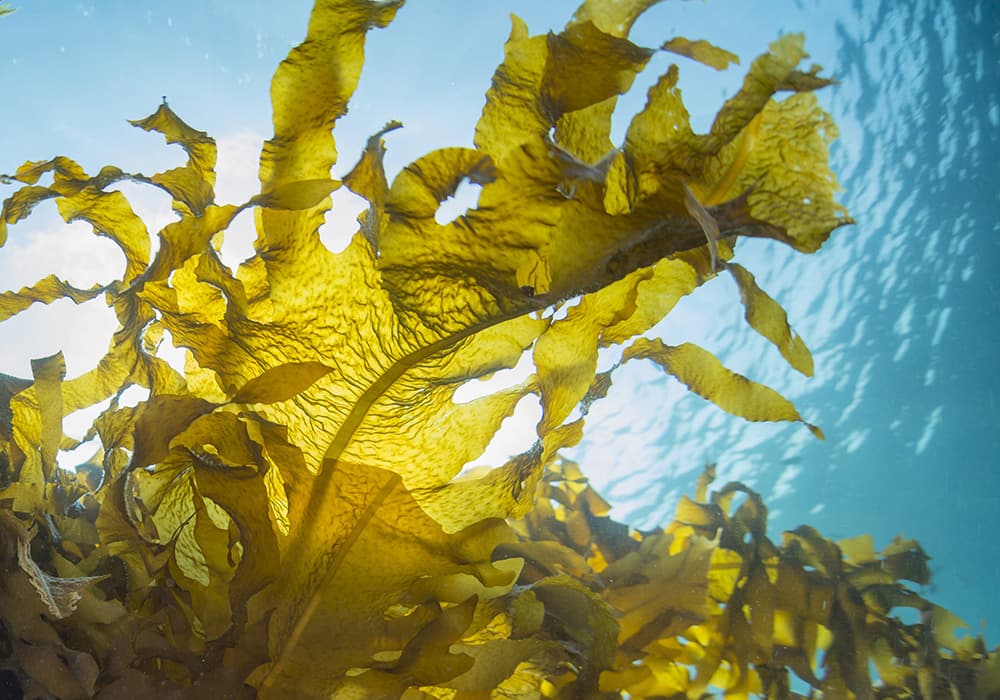 Nachhaltigkeit bei BIOMARIS