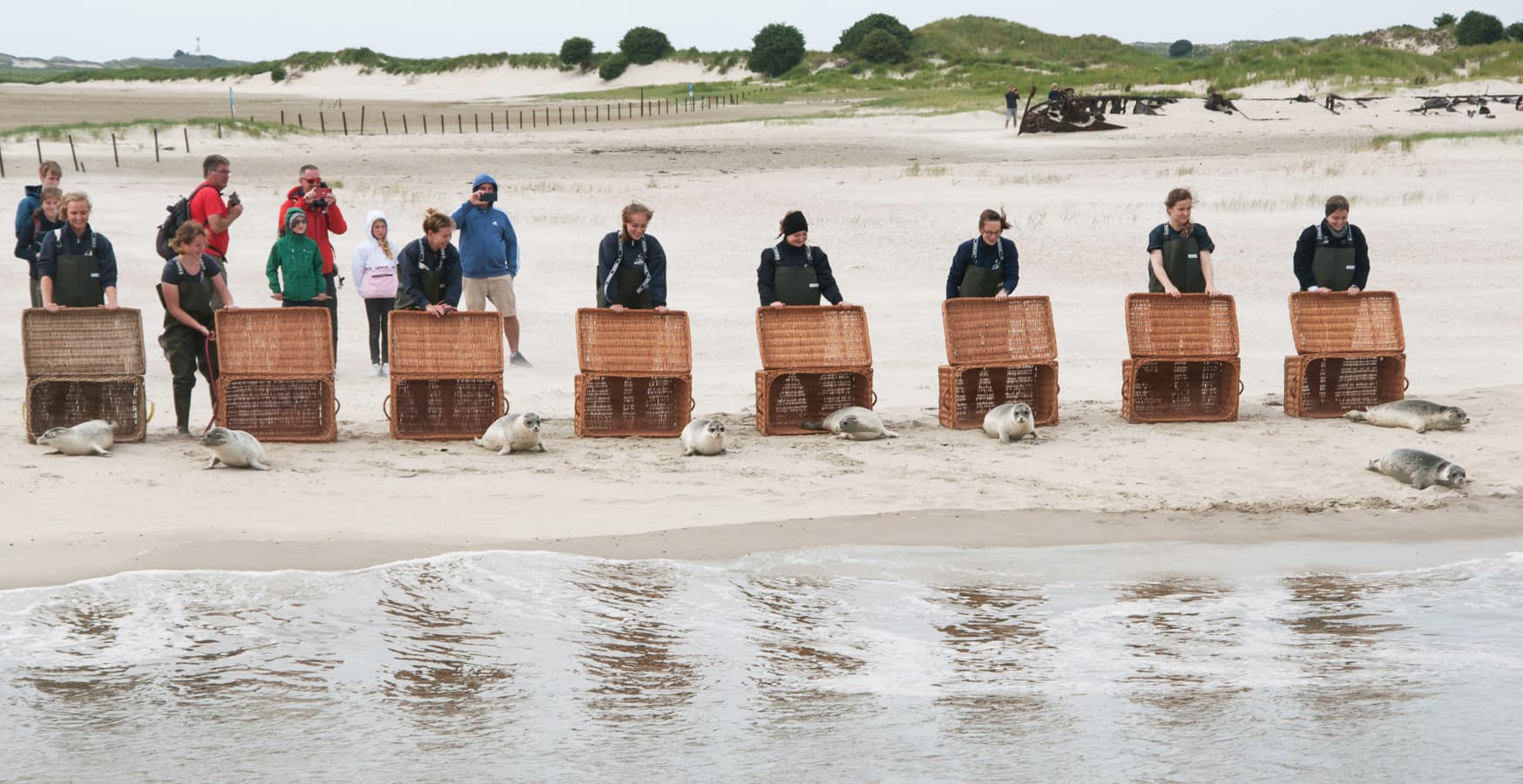Zum Artikel über das BIOMARIS Patentier der Seehundstation Norddeich