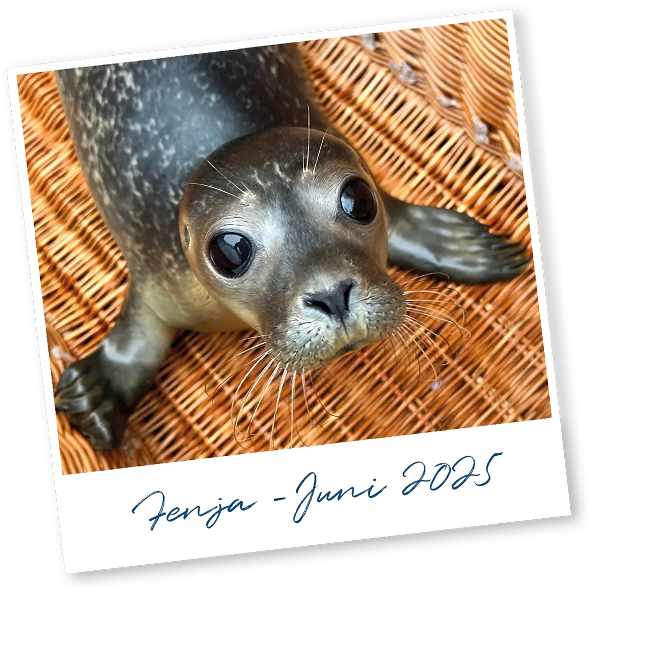 Fenja – Juni 2025 Heuler-Mädchen Fenja im Korb – 2025