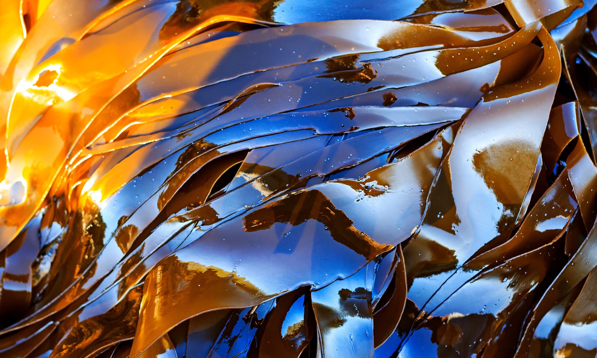 Glänzende Braunalgen mit blauen Spiegelungen und goldenen Lichtreflexen