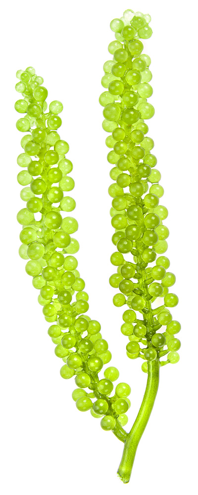 Meerestrauben Zwei leuchtend grüne Meerestrauben (See-Trauben) in Nahaufnahme