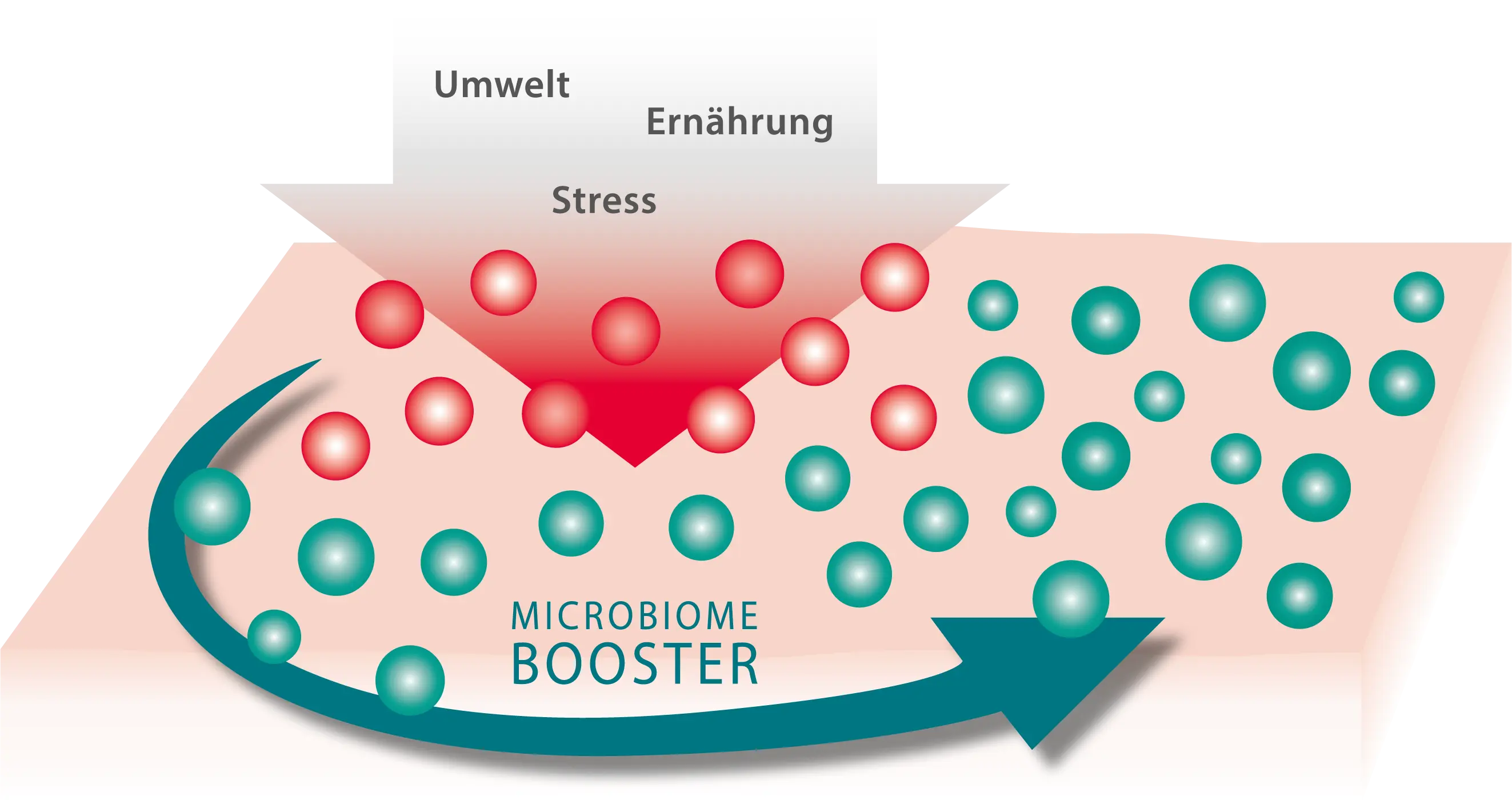 Grafik: Stress, Umwelt und Ernährung stören das Hautmikrobiom – Microbiome Booster stellt Gleichgewicht wieder her.